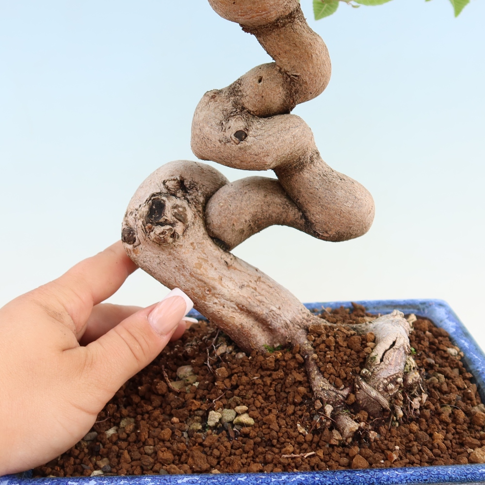 Outdoor bonsai - Carpinus coreana - grab koreański