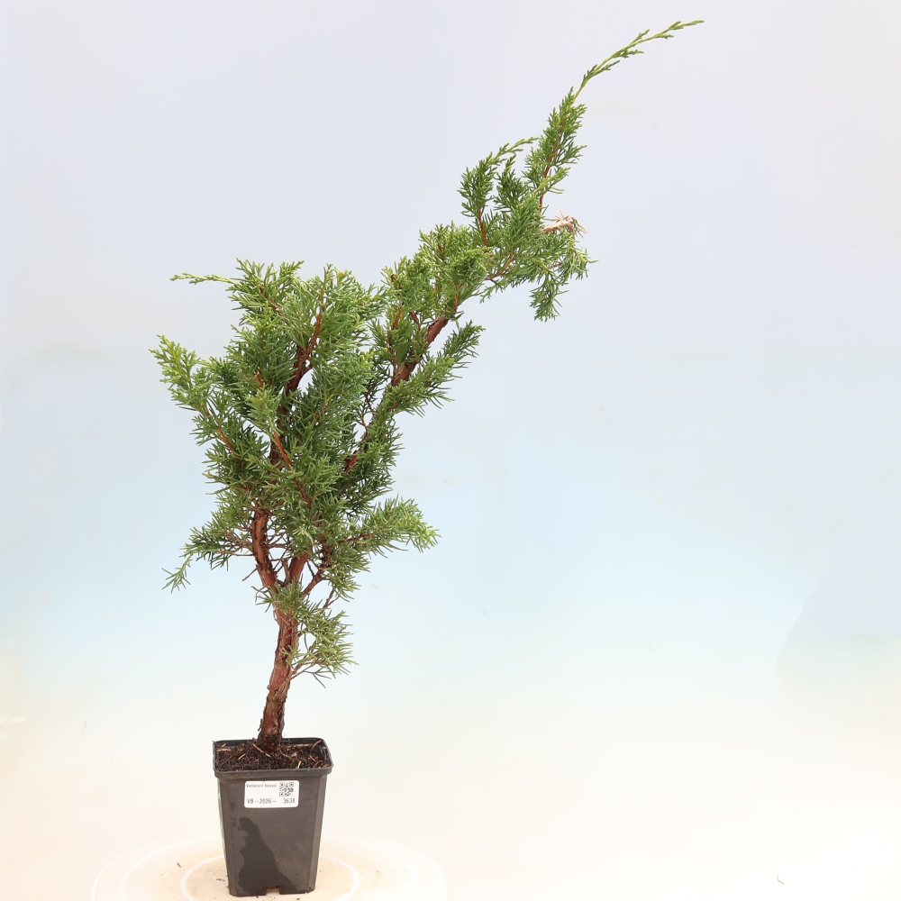 Outdoor bonsai - Juniperus chinensis Kishu