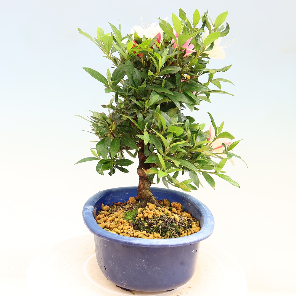 Bonsai zewnętrzne - Azalia japońska - Azalia CHIHIRO