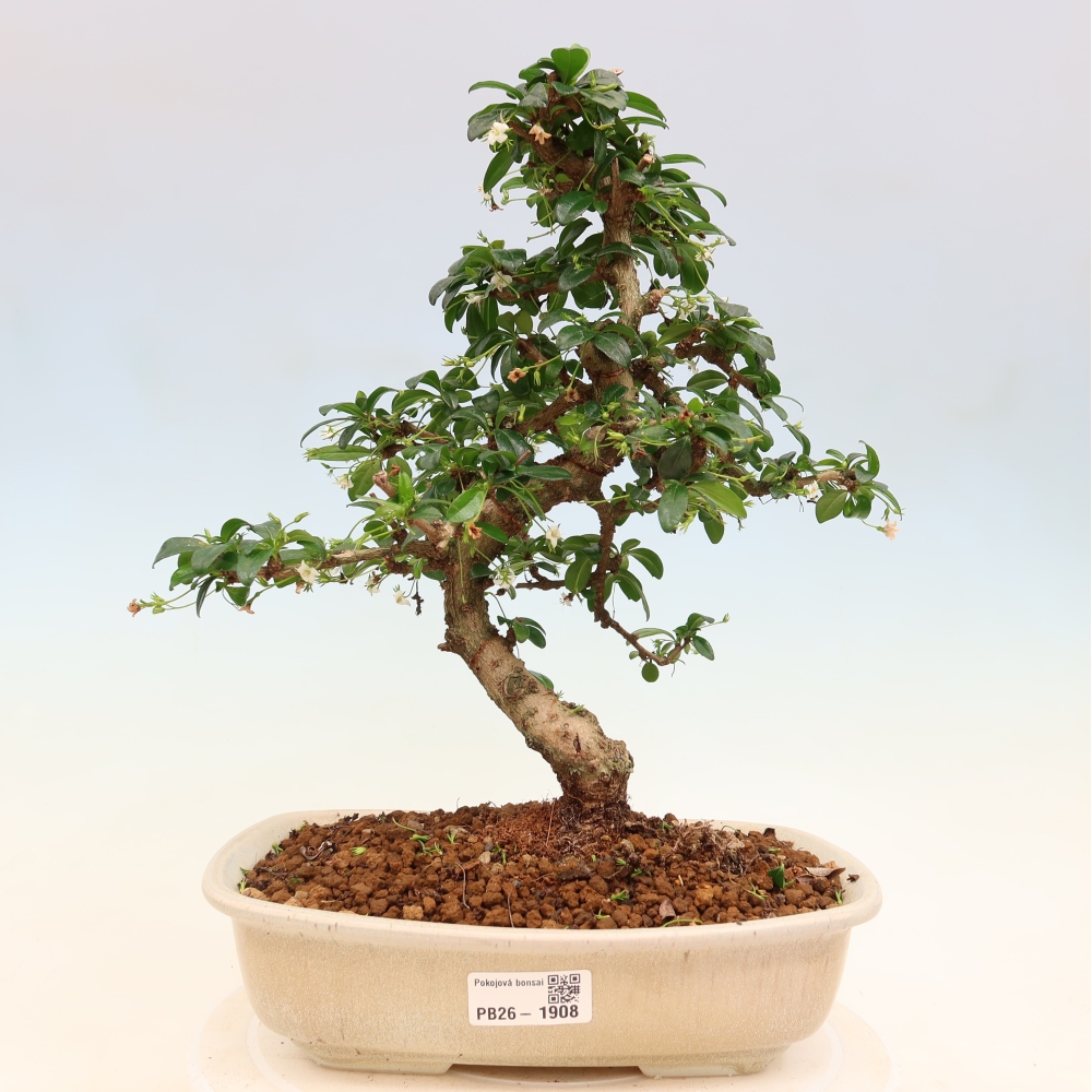 Bonsai pokojowe - Carmona macrophylla - Tea fuki