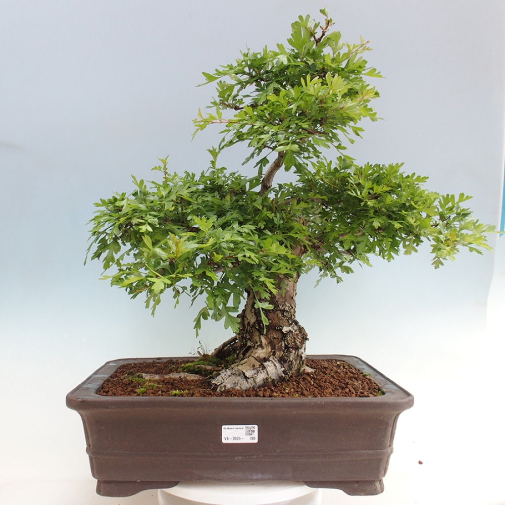 Bonsai zewnętrzne - Głóg - Crataegus monogyna