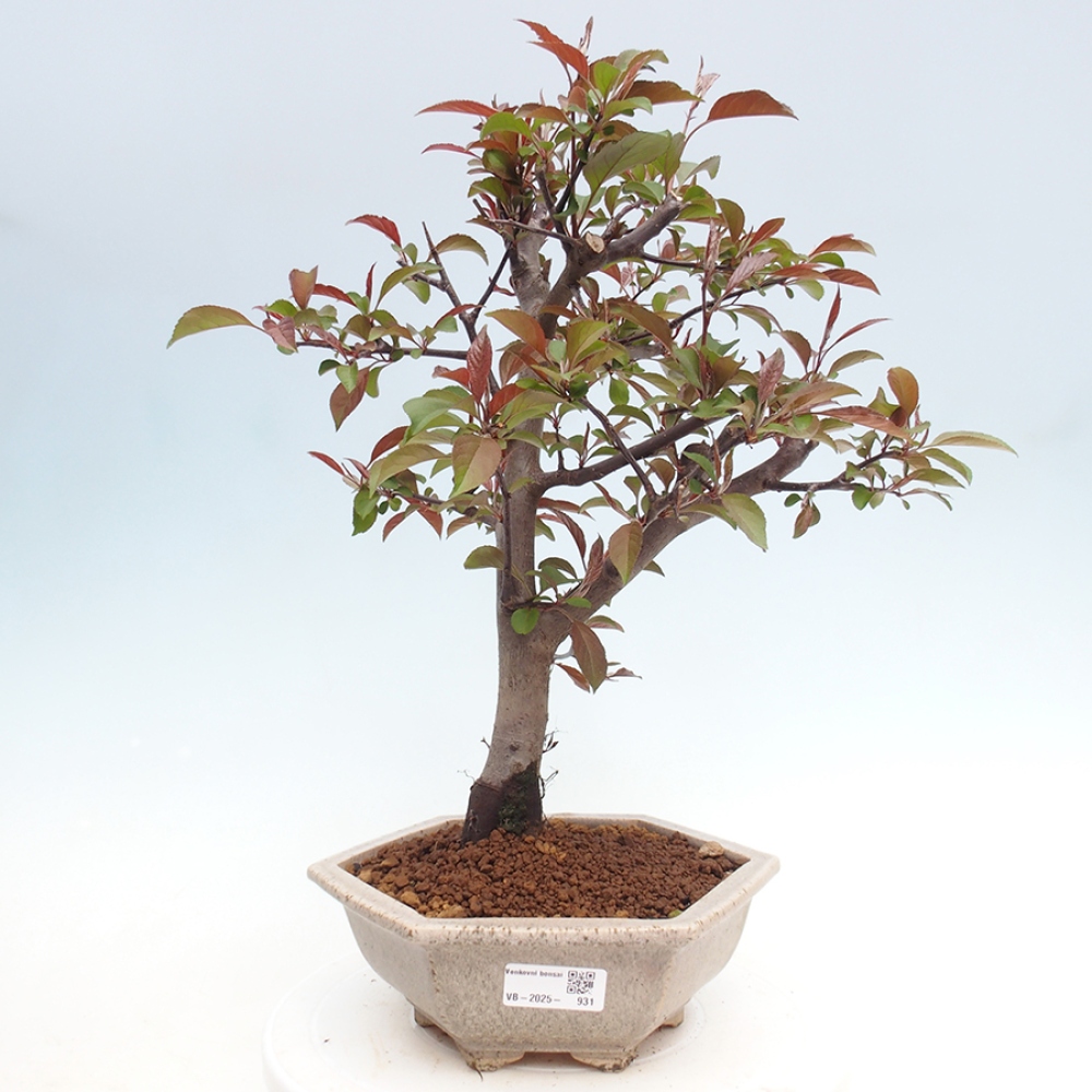 Bonsai zewnętrzne - Malus domowy - Jabłoń czerwonolistna o drobnych owocach