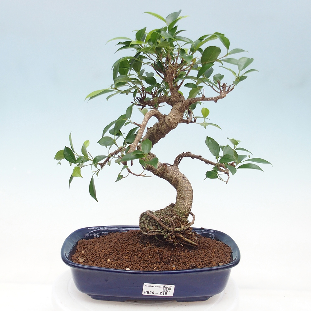 Pokój bonsai - Ficus retusa - figowiec drobnolistny