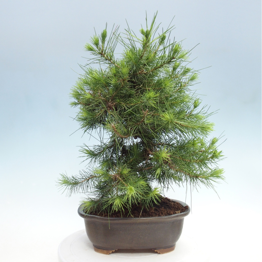 Pokój bonsai - Pinus halepensis - Sosna z Aleppo