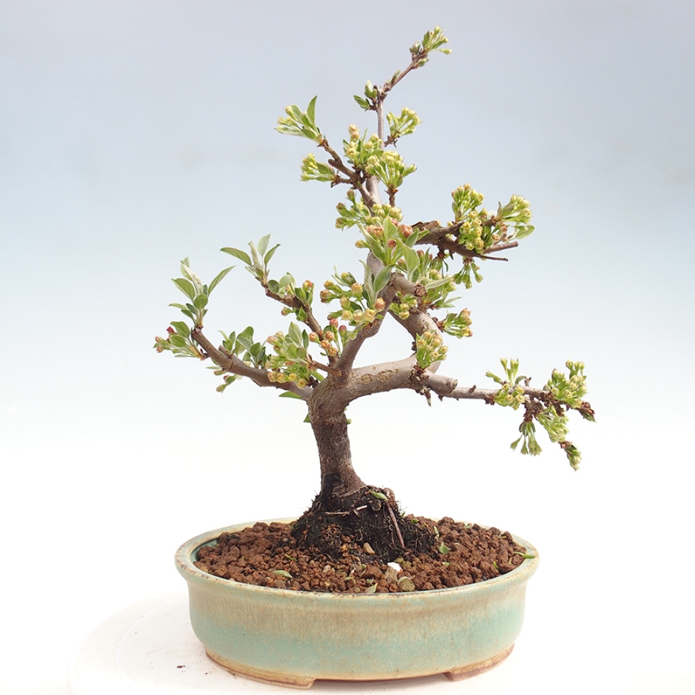 Outdoor bonsai - Malus sargentii - Jabłoń drobnoowocowa