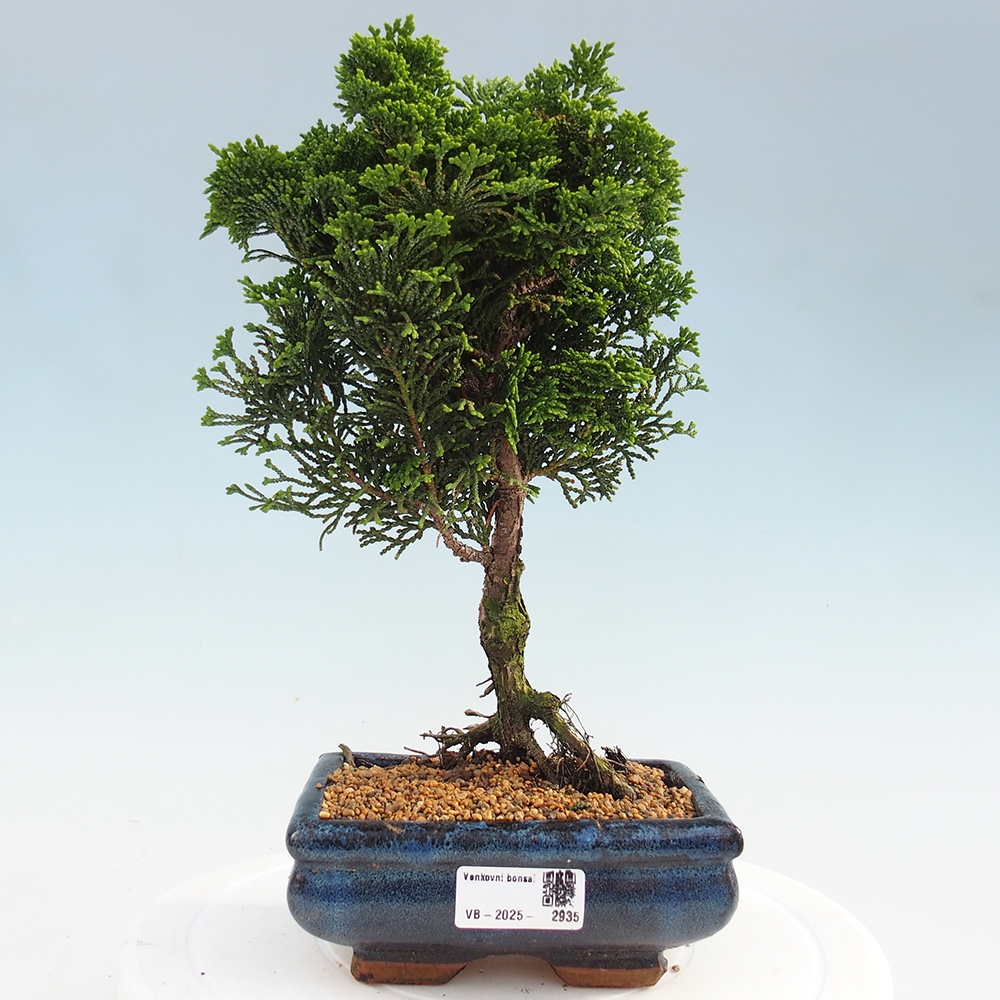 Bonsai na zewnątrz - Cham.pis obtusa Nana Gracilis - Cyprys