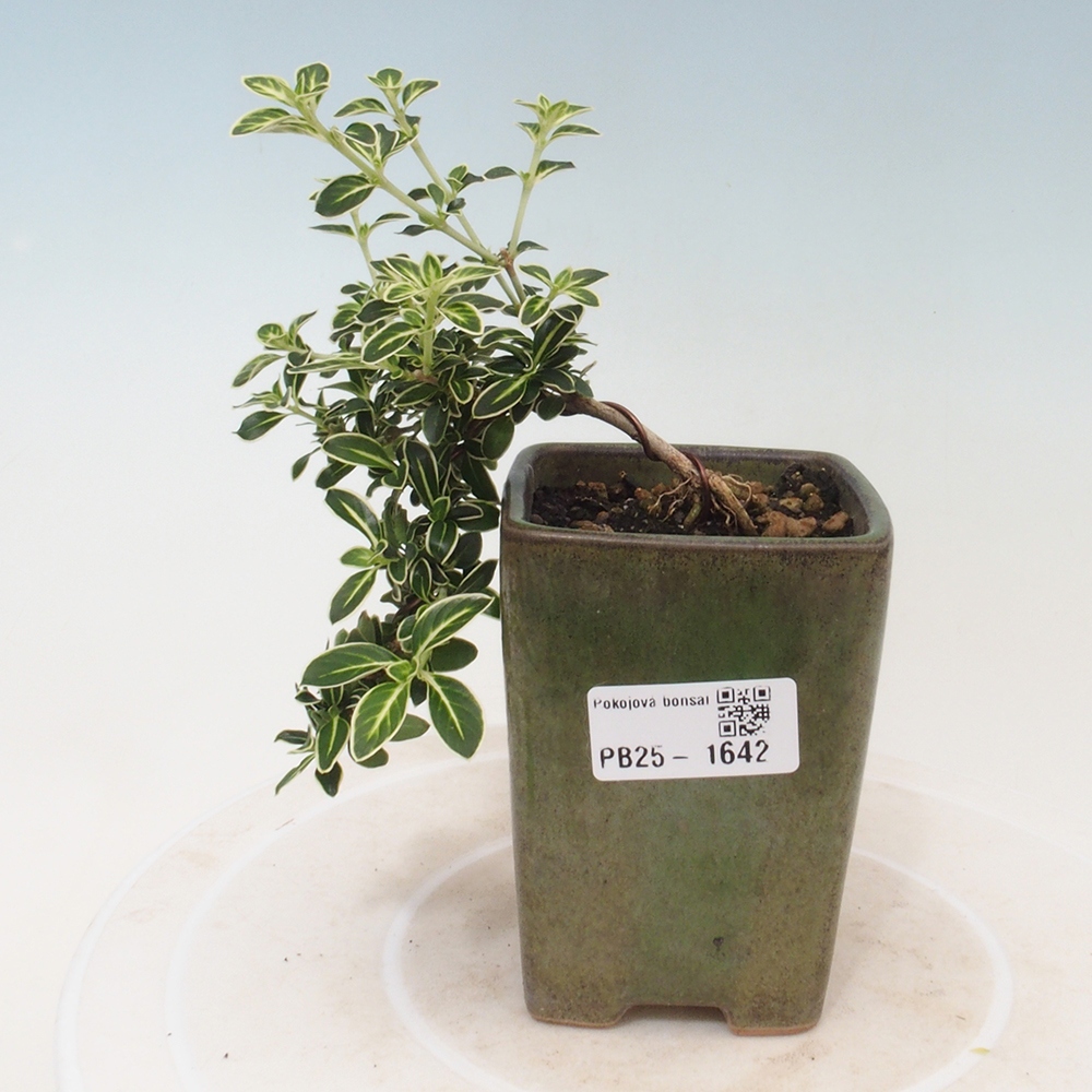 Bonsai do wnętrz - Serissa foetida Variegata - Drzewo tysiąca gwiazd