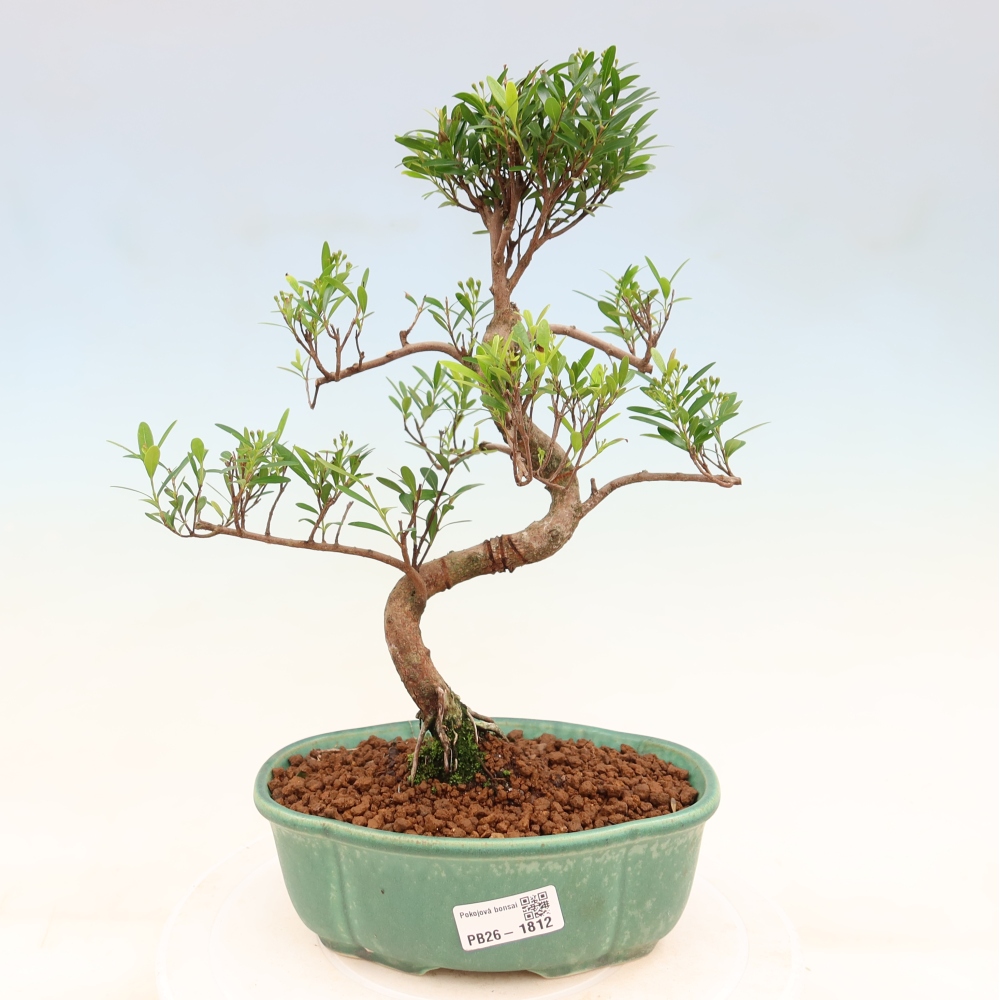 Pokój bonsai - Syzygium - Pimento