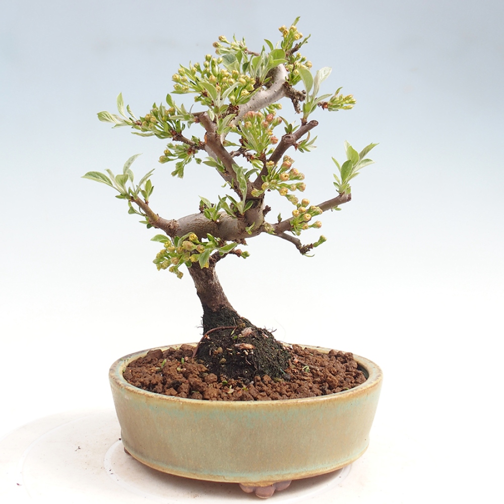 Outdoor bonsai - Malus sargentii - Jabłoń drobnoowocowa