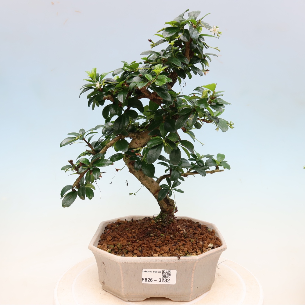 Bonsai pokojowe - Carmona macrophylla - Tea fuki