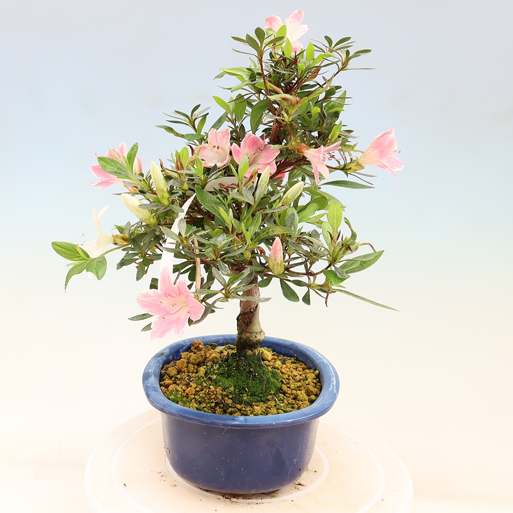 Bonsai zewnętrzne - Azalia japońska - Azalia Senhime