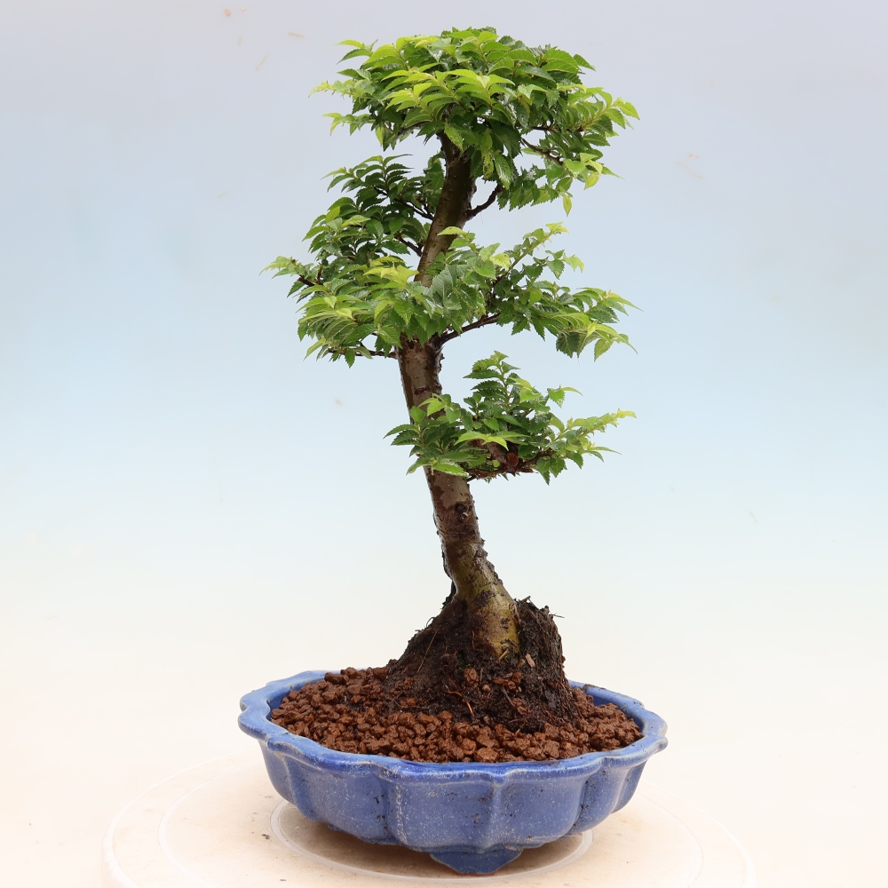 Bonsai ogrodowe – Ulmus Jacqueline Hillier – wiąz piękny