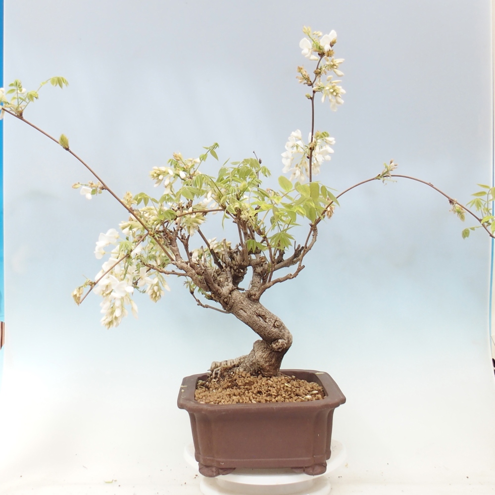 Bonsai zewnętrzne - Vistaria - Wisteria