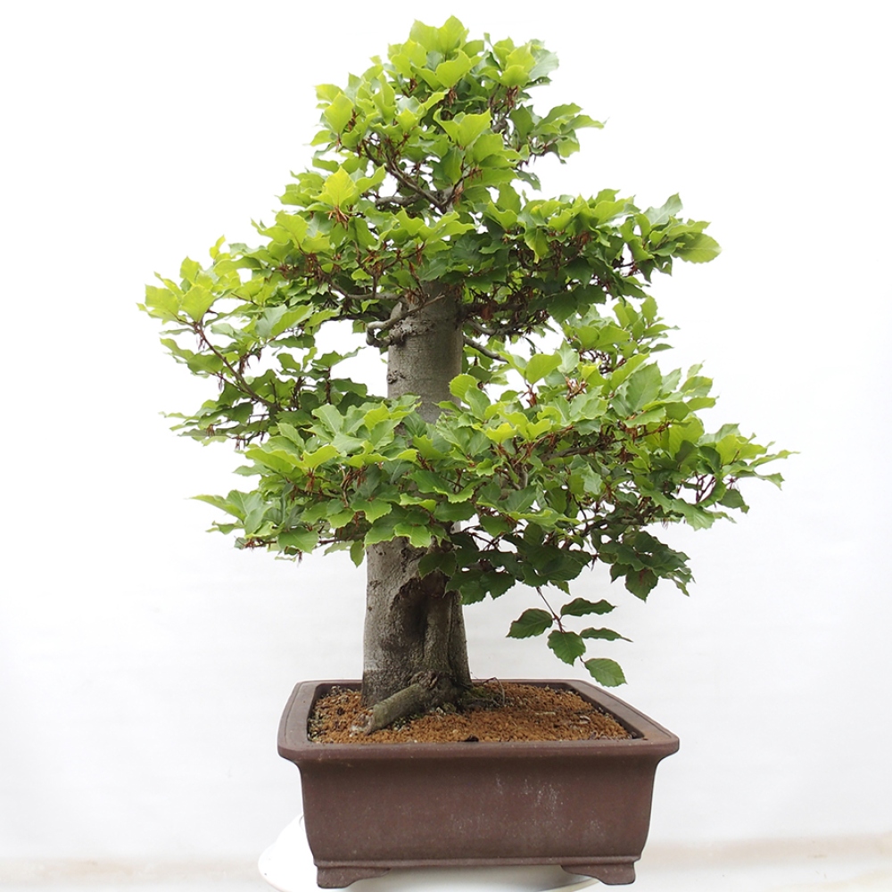 Bonsai ogrodowe - Fagus sylvatica - Buk