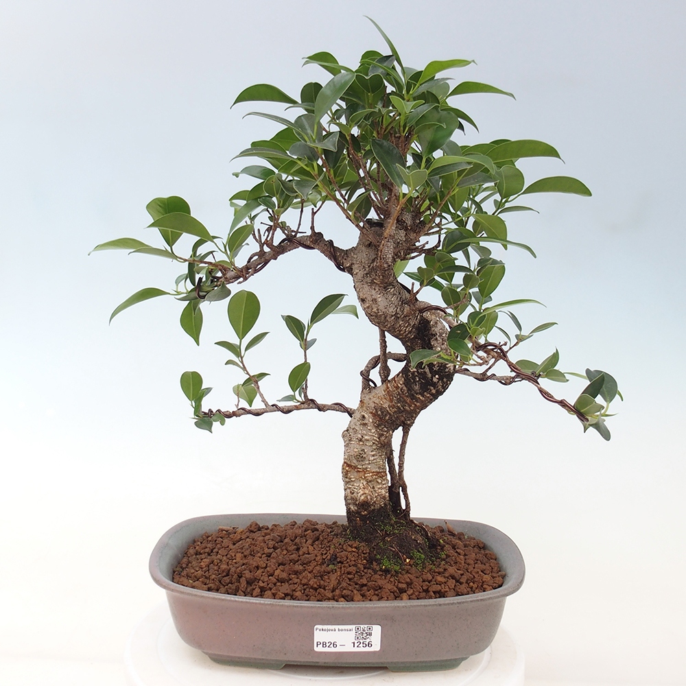 Kryty bonsai - kimono Ficus - figowiec drobnolistny
