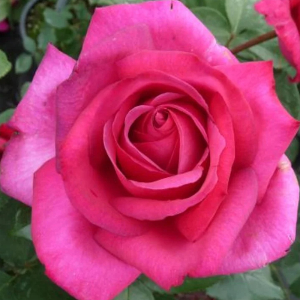 Bonsai ogrodowe – Rosa Kordes – róża