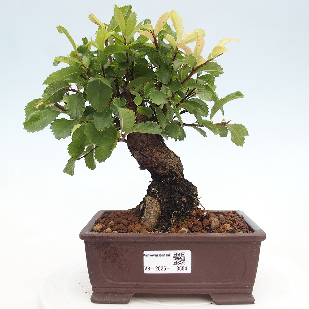 Bonsai zewnętrzne - Zelkova - Zelkova NIRE