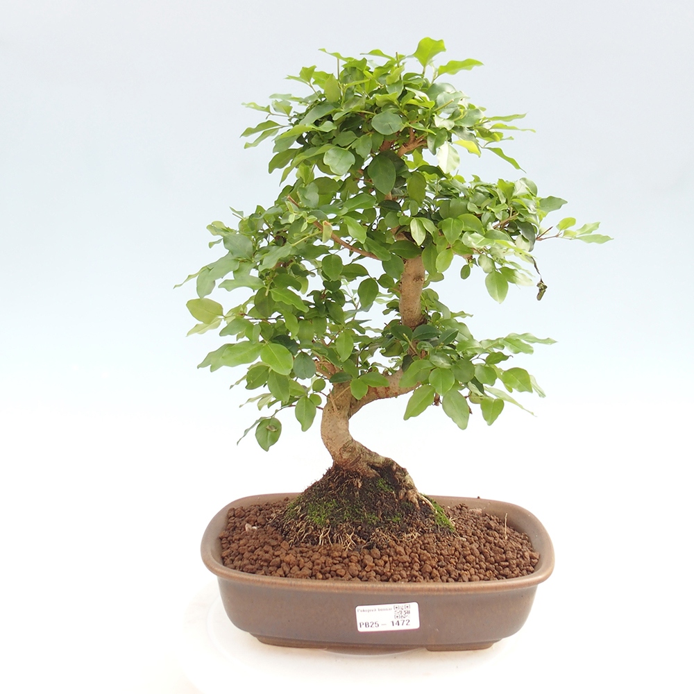 Pokój bonsai -Ligustrum chinensis - Ptasie oko