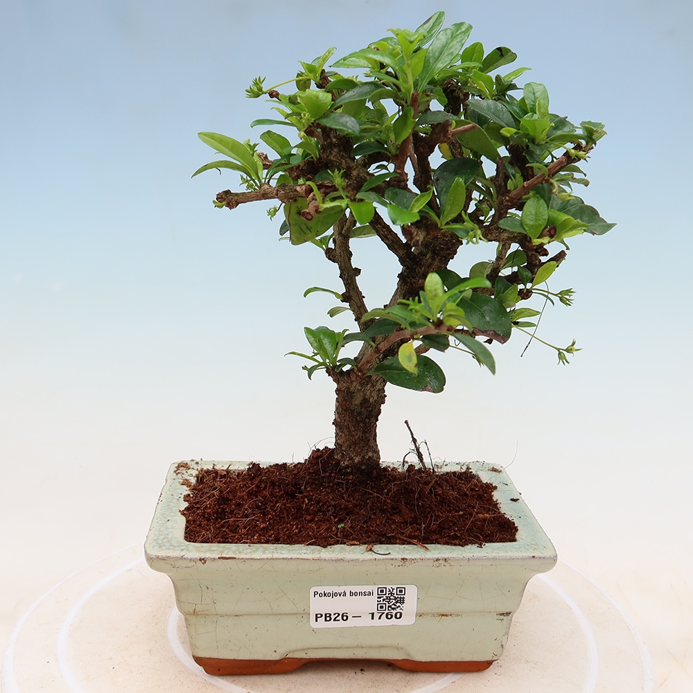 Bonsai pokojowe - Carmona macrophylla - Tea fuki