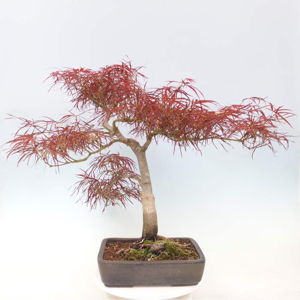 Bonsai zewnętrzne - Acer palmatum RED PYGMY