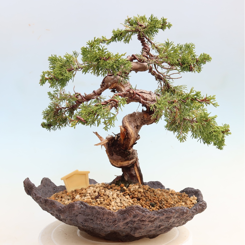Bonsai ogrodowe – Juniperus chinensis Itoigawa – jałowiec chiński
