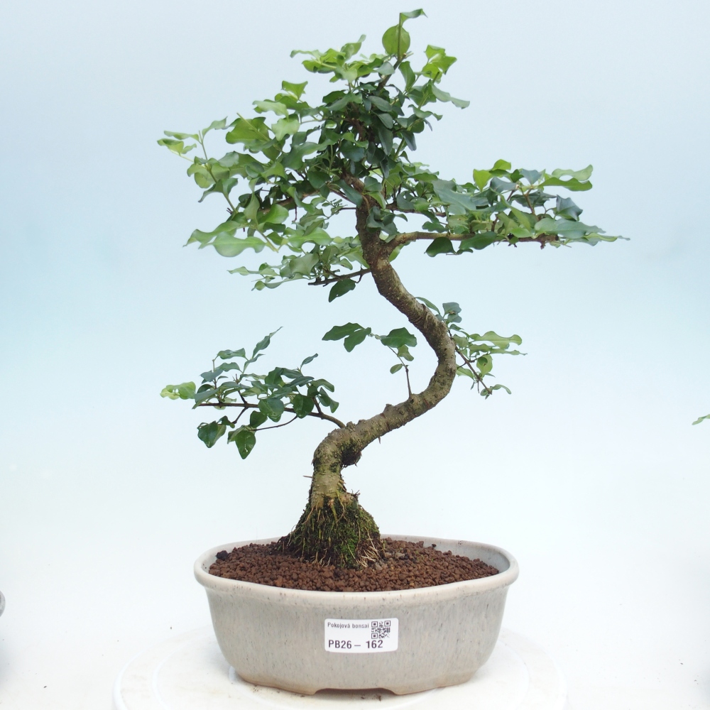 Pokój bonsai - Ligustrum retusa - dziób ptaka drobnolistnego