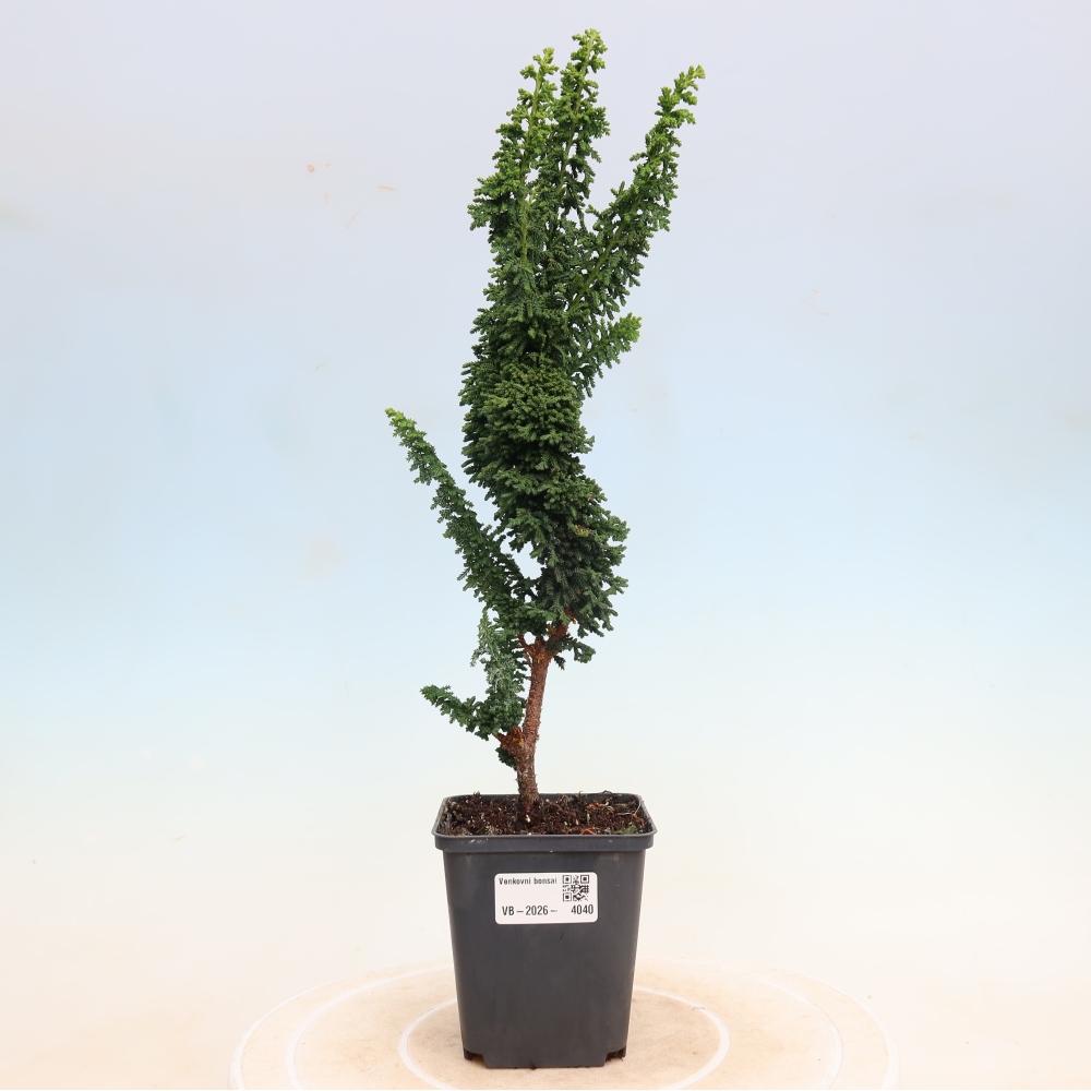 Bonsai zewnętrzne - Cham. obtusa SEKKA HINOKI - Cyprys