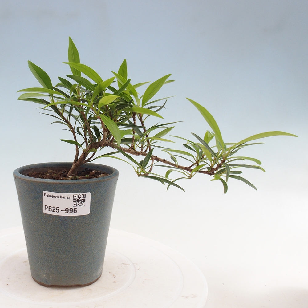 Bonsai wewnętrzne - Ficus nerifolia - figowiec drobnolistny