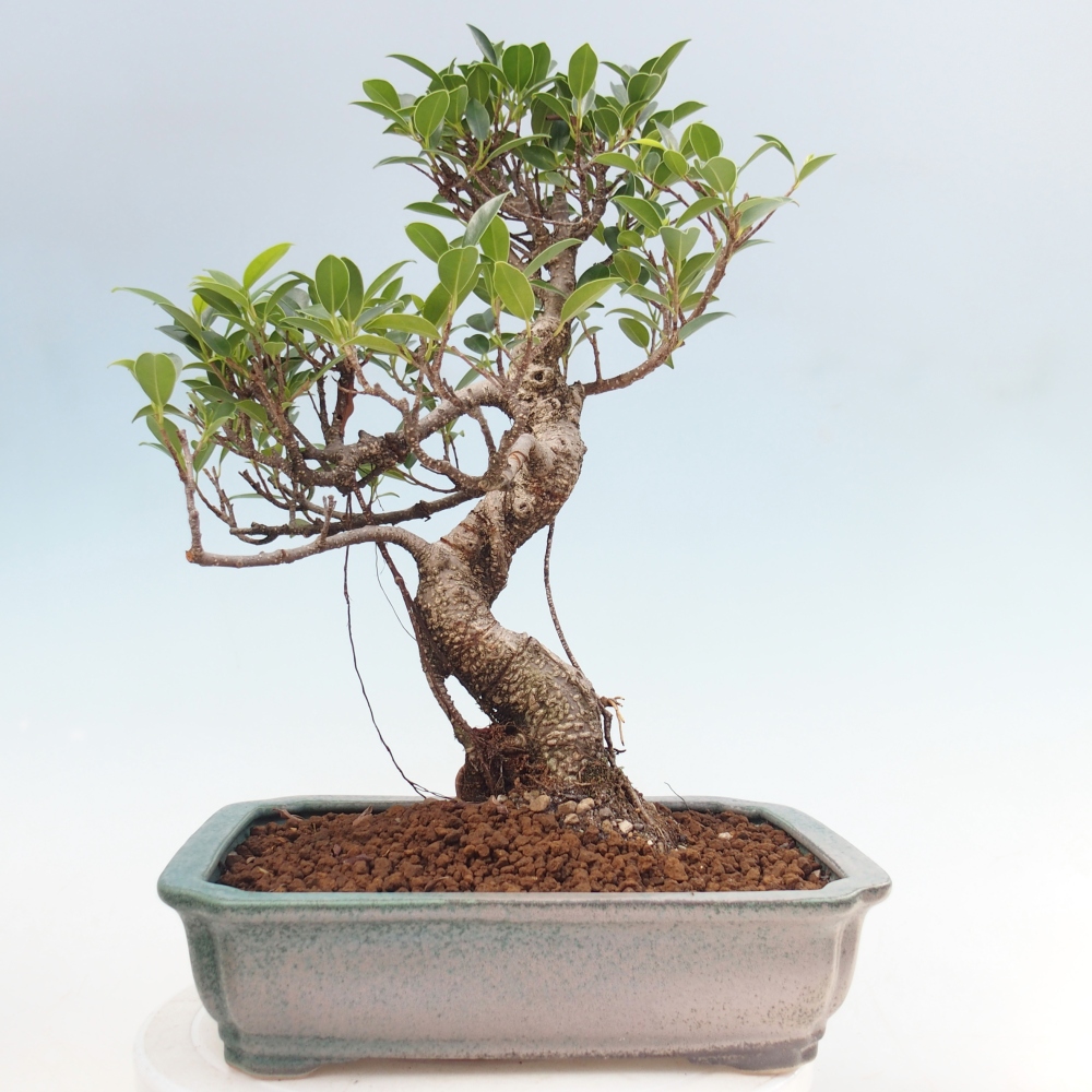 Pokój bonsai - Ficus kimmen - figowiec drobnolistny