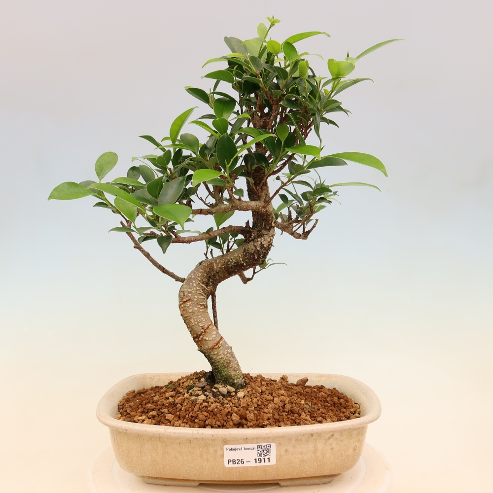 Pokój bonsai - Ficus kimmen - figowiec drobnolistny