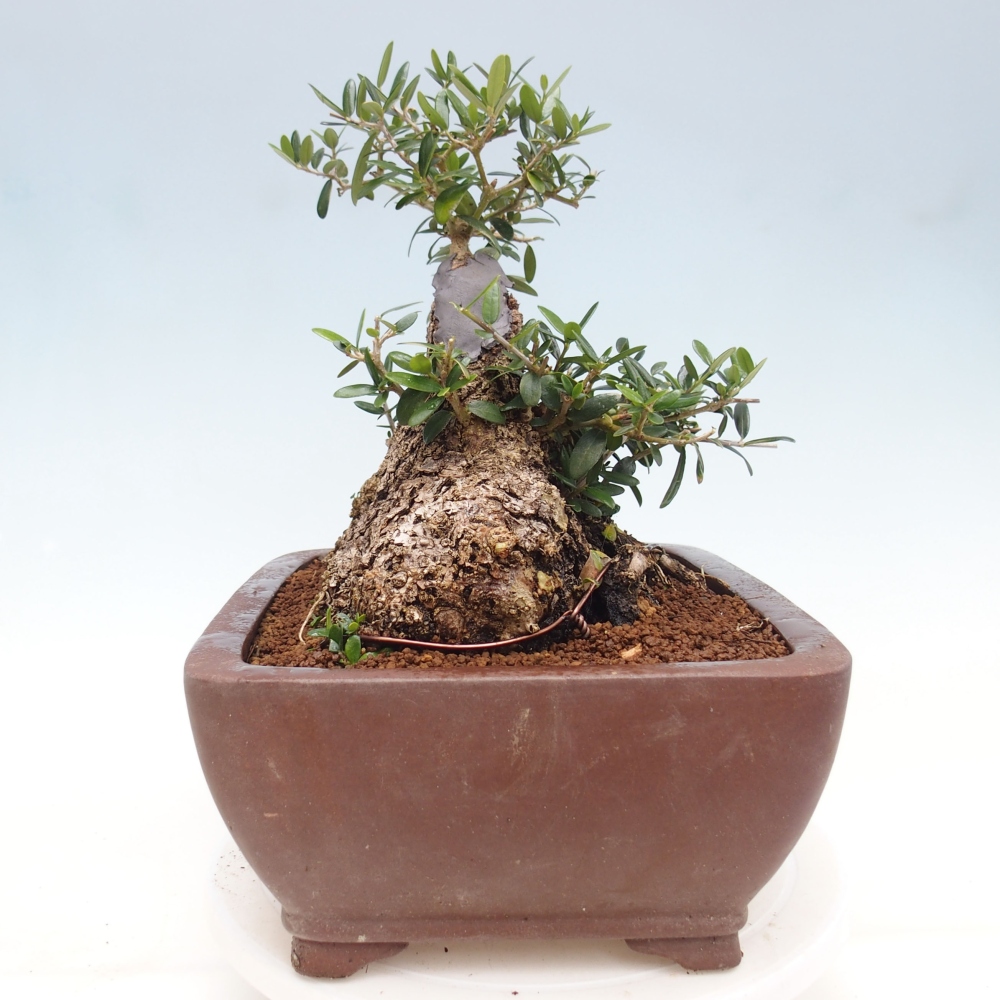 Kryte bonsai - Olea europaea sylvestris - Europejska oliwa z małych liści