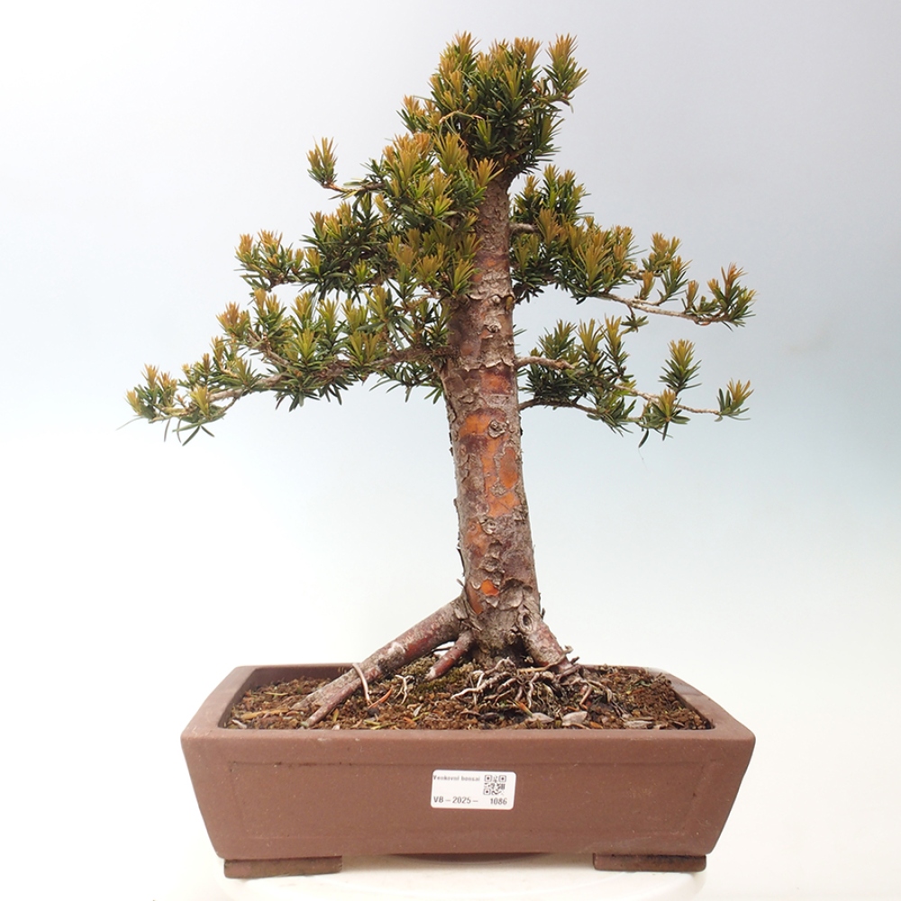 Bonsai na zewnątrz - Taxus cuspidata - cis japoński