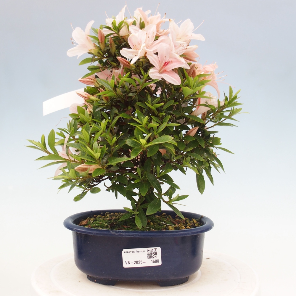 Bonsai ogrodowe - azalia japońska - Azalea Nikko