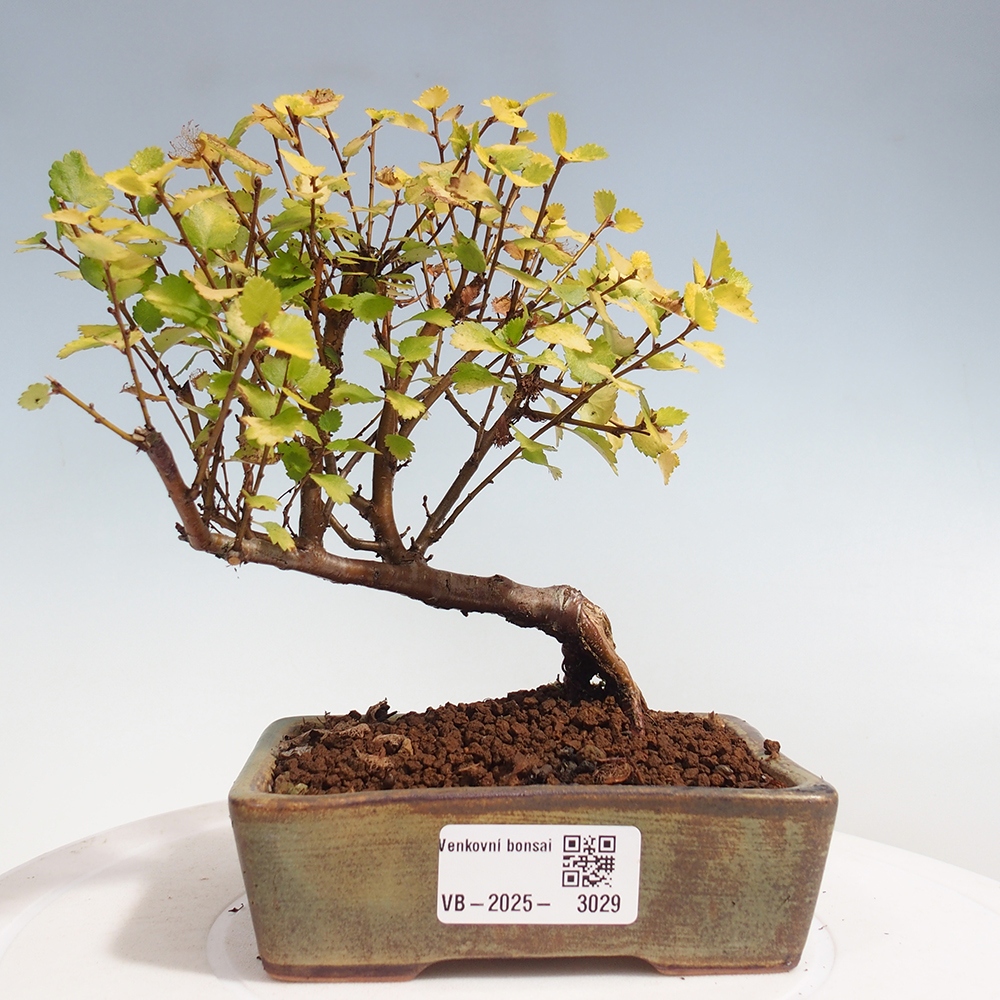 Bonsai zewnętrzne - brzoza karłowata - Betula NANA Treasure