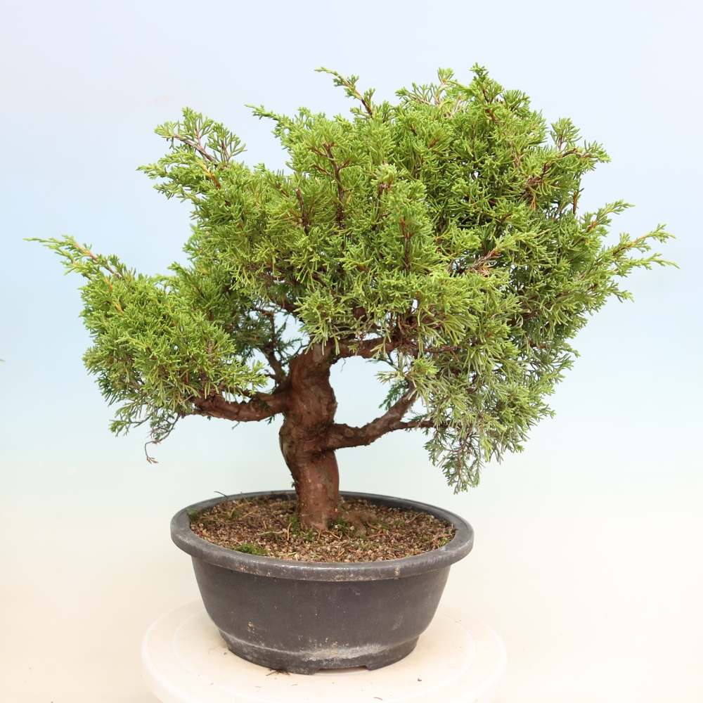 Bonsai ogrodowe – Juniperus chinensis Itoigawa – jałowiec chiński