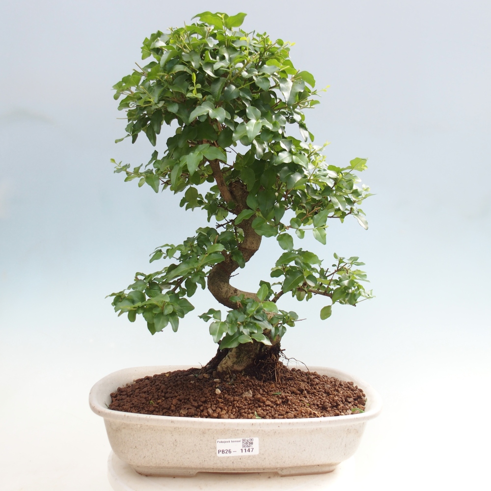 Pokój bonsai - Ligustrum chinensis - Dziób ptaka