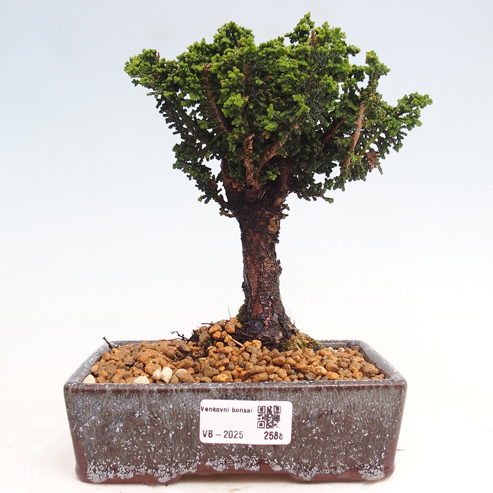Bonsai zewnętrzne - Cham. obtusa SEKKA HINOKI - Cyprys