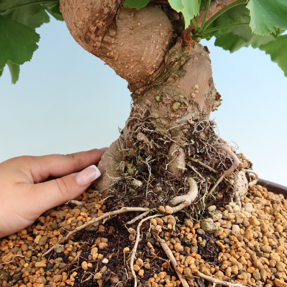 Outdoor bonsai - Ginkgo biloba - Miłorząb dwuklapowy