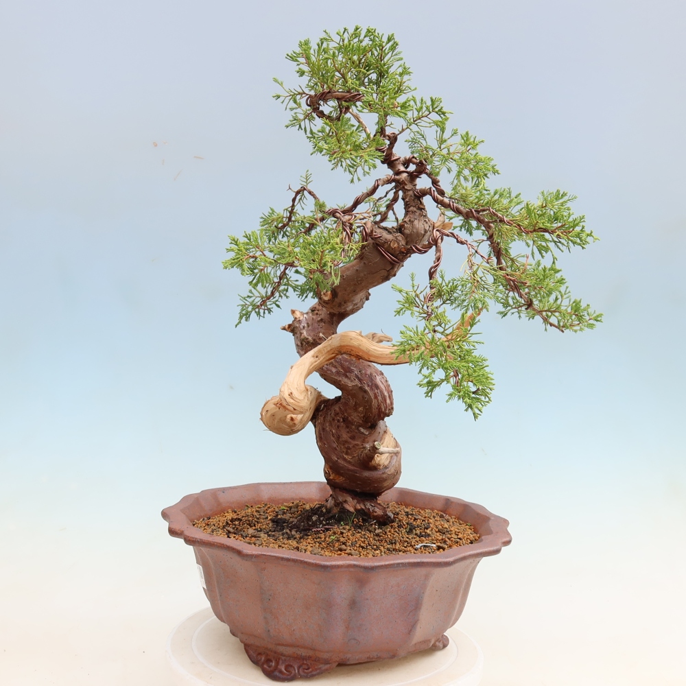 Bonsai ogrodowe – Juniperus chinensis Itoigawa – jałowiec chiński
