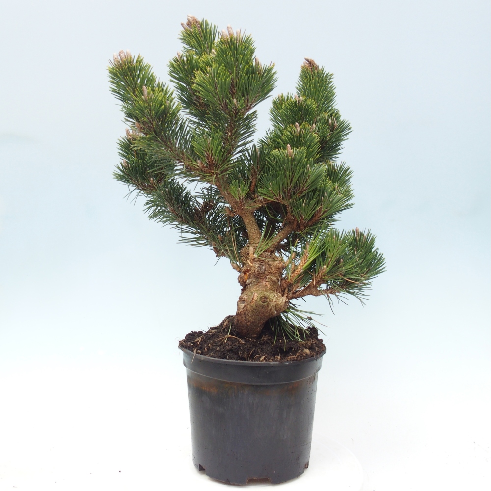 Outdoor bonsai - Pinus thunbergii senjyumaru - Sosna Thunberga