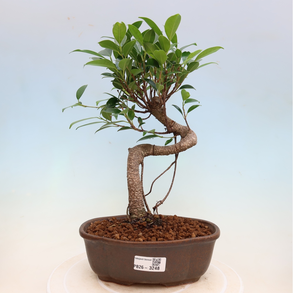 Pokój bonsai - Ficus kimmen - figowiec drobnolistny