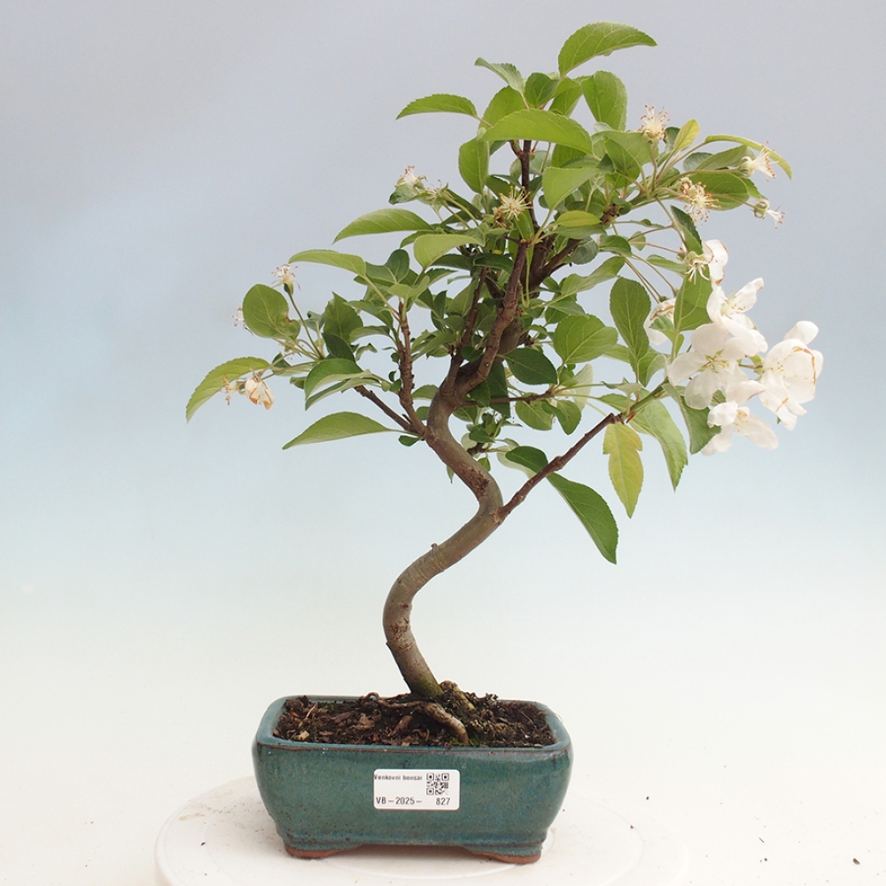 Bonsai plenerowe - Malus Halliana - Jabłoń drobnoowocowa
