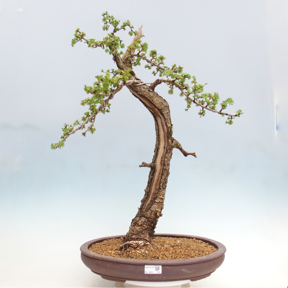 Outdoor bonsai -Larix decidua - Modrzew - Tylko transport paletowy