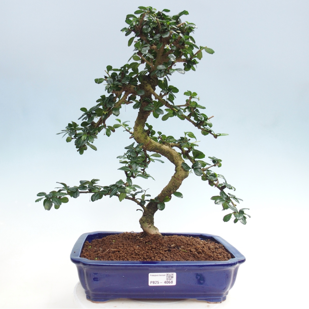 Bonsai pokojowe - Carmona macrophylla - Tea fuki