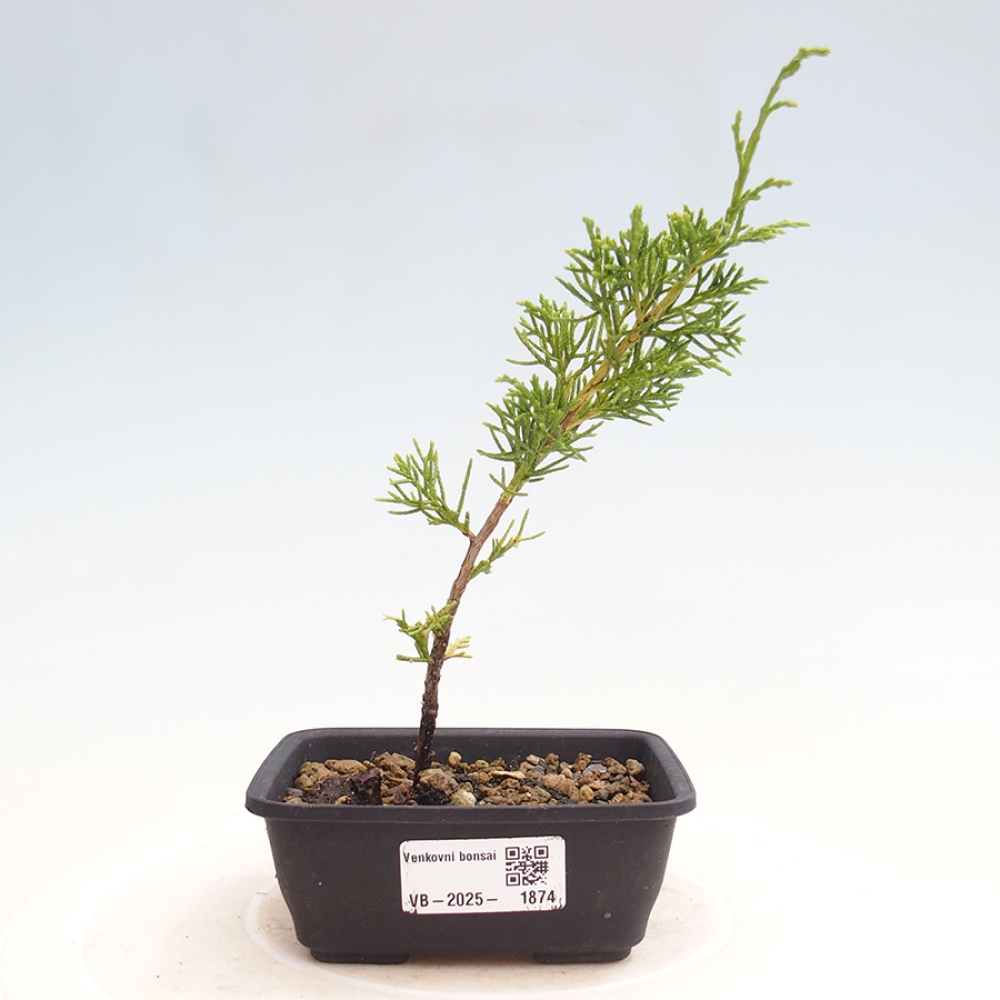 Outdoor bonsai - Juniperus chinensis Itoigawa - Jałowiec chiński