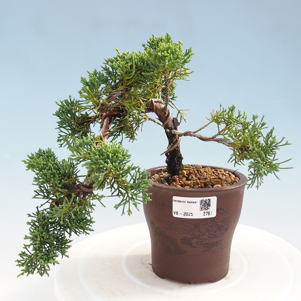 Bonsai zewnętrzne - Juniperus chinensis Kishu - Jałowiec chiński