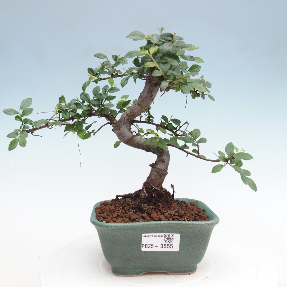Pokój bonsai - Ulmus parvifolia - Wiąz drobnolistny