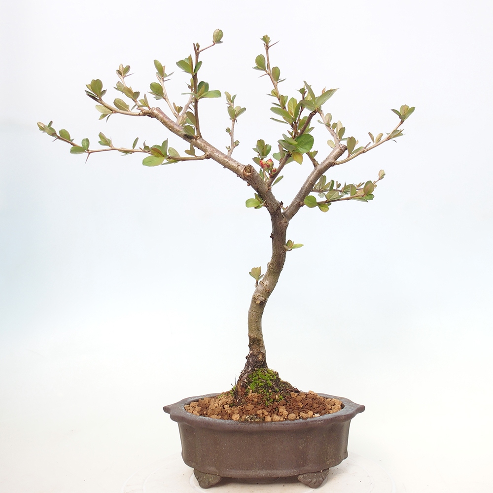 Outdoor bonsai - Chaneomeles sup. Nicoline - Pigwa