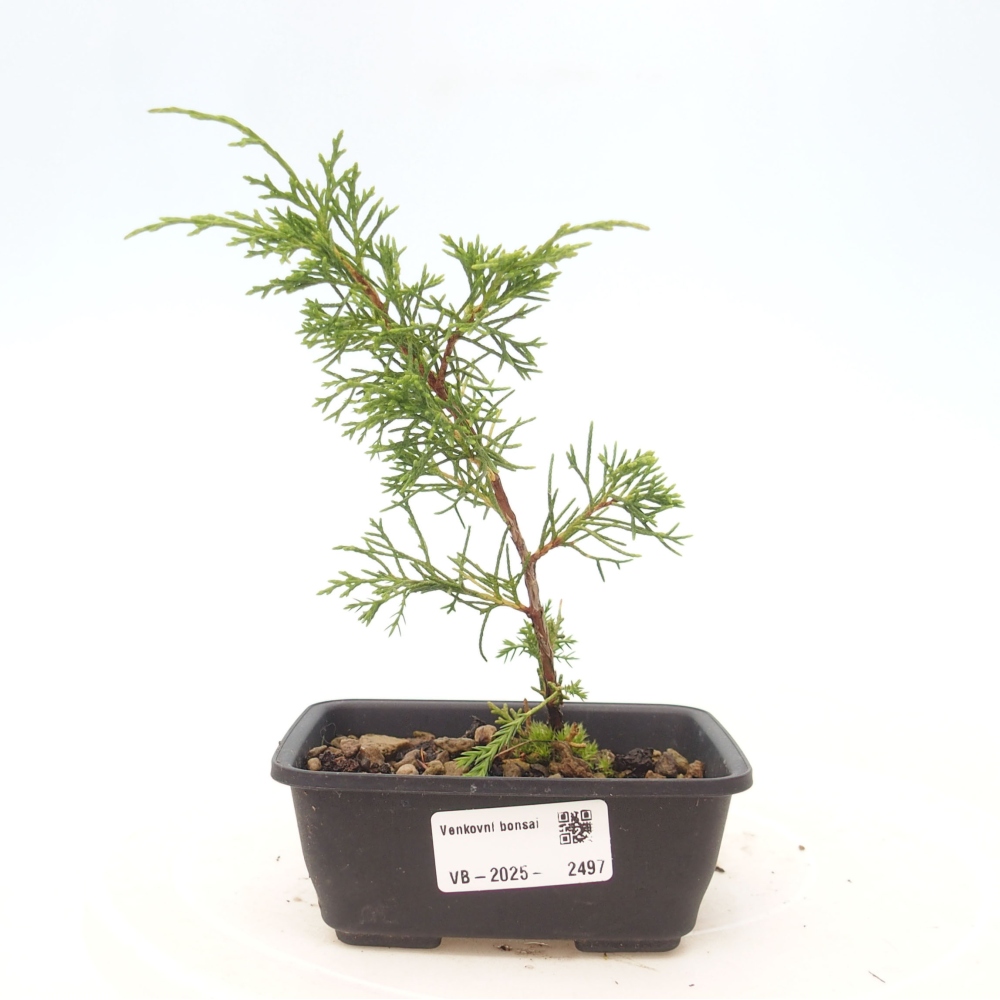 Outdoor bonsai - Juniperus chinensis Itoigawa - Jałowiec chiński