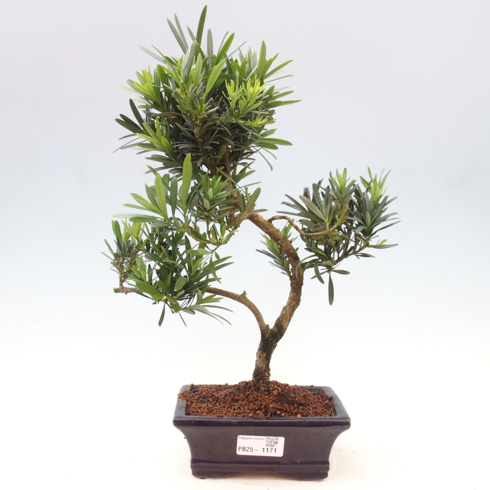 Kryty bonsai - Podocarpus - Kamienny tys